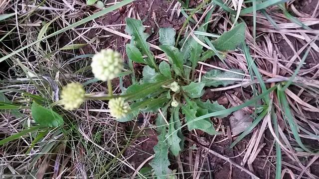 Monti di Palermo 300 m - da determinare